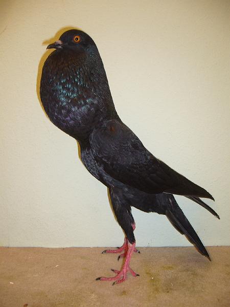 Erfurt Nationale 2008 576.jpg - Brünner Kröpfer schwarz von Johannes Helmholz Preis V97 Siegerband